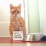 Image result for Show-Me Pictures of Funny Cats