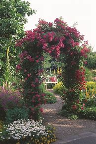 Image result for Climbing Rose Support