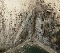 Image result for Mold Damage In-House
