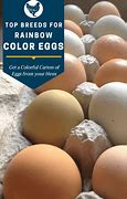 Image result for Chicken Egg Colors