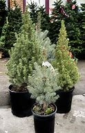 Image result for Potted Live Christmas Trees for Sale Near Me