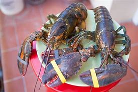 Image result for Cuban Lobster