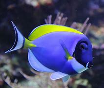 Image result for Freshwater and Saltwater Fish