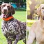 Image result for German Shorthaired Pointer Lab Mix