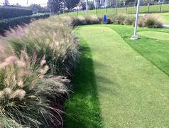 Image result for White Cloud Muhly Grass, 3 Gal- Feathery White Plumes In Colder Seasons