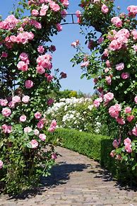 Image result for Archway White Rose Garden