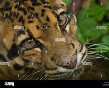 Image result for Formosan Clouded Leopard