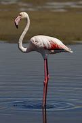 Image result for Flamingo Admin Commands Island Life