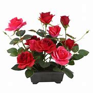 Image result for Flowers at Walmart
