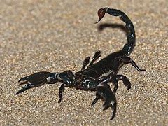 Image result for Dino Giant Scorpion