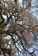 Image result for Gnarly Tree