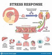 Image result for Acute Stress Response