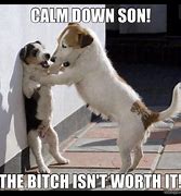 Image result for Funny Calming Pet Images