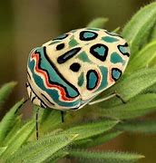 Image result for Insects