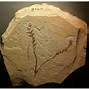 Image result for Flowering Plants Cretaceous Period
