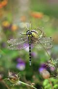 Image result for Male Dragonfly
