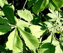 Image result for Chestnut Tree Leaf