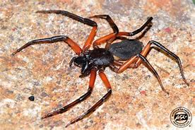 Image result for Giant Scorpion Spider