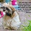 Image result for Best Funny Dog Quotes
