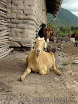 Image result for Mexican Goats