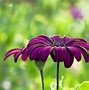 Image result for May Flowers Screensavers