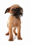 Image result for Funny Dog Looking at Camera