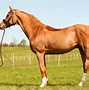 Image result for Most Expensive Horse