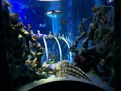 Image result for AZ Aquarium