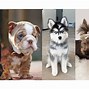 Image result for Best Dog Breeds to Own