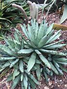 Image result for Metal Real Looking Plants