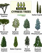 Image result for Cypress Tree Varieties