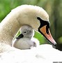 Image result for Baby Animals in Flowers