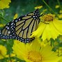 Image result for Monarch Migration Station And Butterfly Pollinator Garden 2-In-2