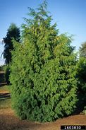 Image result for Cypress Cedar Tree