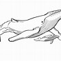 Image result for Right Whale Drawing