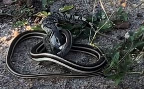 Image result for Lizard vs Snake