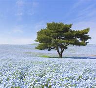 Image result for Hitachi Seaside Park Japan