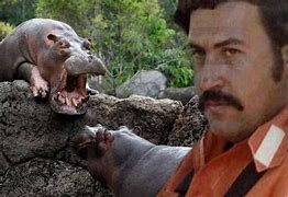 Image result for Pablo Escobar Animals