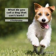 Image result for Animal Quotes Funny Jokes
