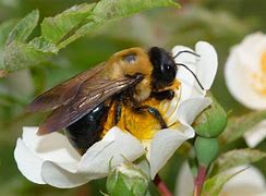 Image result for Bumble Bee Pic