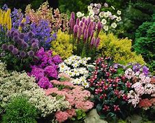 Image result for Hardy Perennials