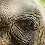 Image result for Asiatischer Elefant