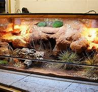Image result for Bearded Dragon Habitat Accessories