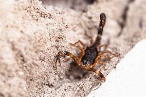 Image result for Arizona Bark Scorpion Bites