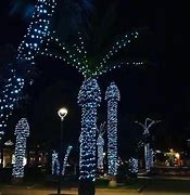 Image result for Palm Trees with Christmas Lights