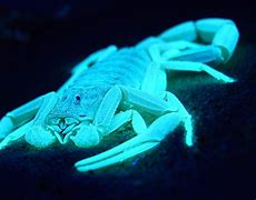 Image result for Scorpion Exoskeleton