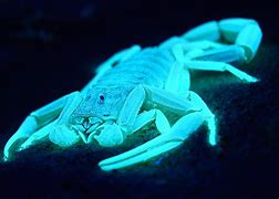 Image result for Scorpion Animal Eyes