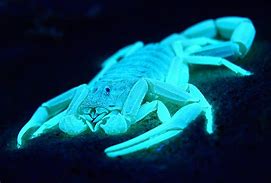 Image result for Glowing Scorpion Centapeeds