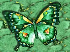 Image result for Beautiful Green Butterfly