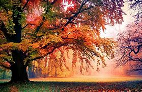 Image result for Free Fall Backgrounds Autumn Trees
